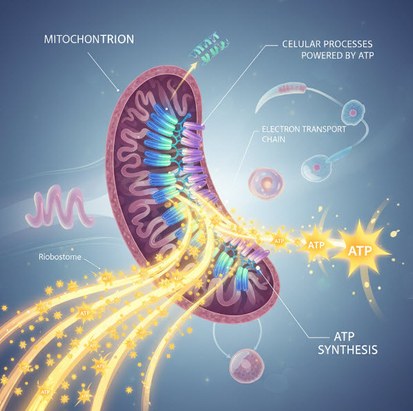 Inside look at Mitochondrial Function and Cellular Efficiency