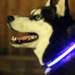 LED Light Up Dog Collar