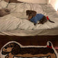 Cute Whimsical Ultra Soft Dachshunt Runner Rug