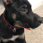 Durable Dog Collar - Red/Black