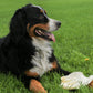 Cow Ears for Dogs